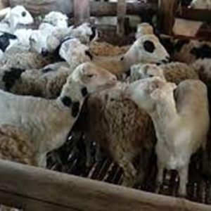 Domba Betina Ras Garut Tinggi Min. 65 cm