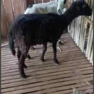 Domba Betina Lokal Tinggi Min. 70 cm