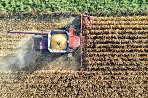 High-angle shot of a combine harvester at work in a cornfield in Minnesota.