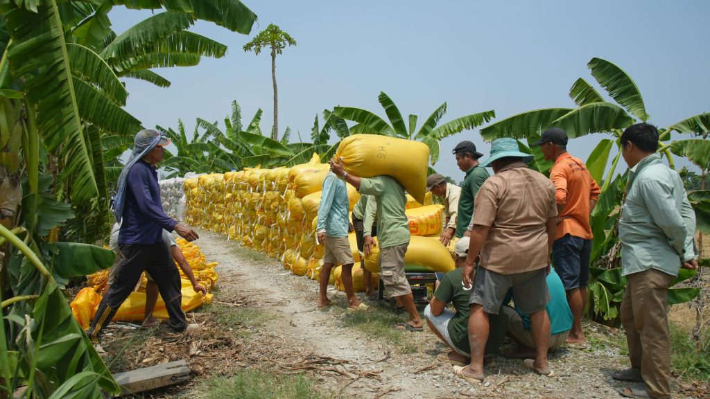 Farmers work together to load crops into yellow sacks in a lush banana plantation.