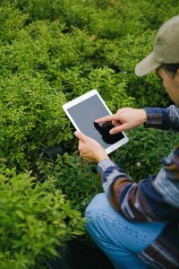 From above of crop anonymous male browsing tablet while searching information about plants while working in glasshouse